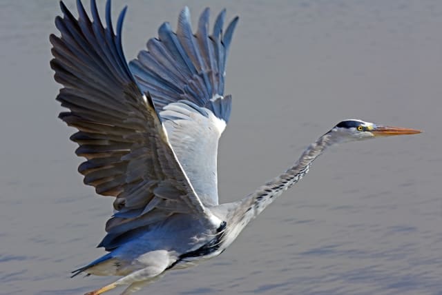  The grey heron chose Israel to be its home for the winter season.. (photo credit: ITSIK MAROM)
