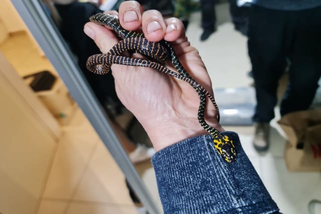  A cat-eyed snake rescued following an Israel Police black market raid, on March 14, 2023. (photo credit: NATURE AND PARKS AUTHORITY)
