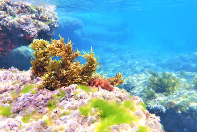  Underwater seaweed garden, Bat-Yam, Israel. (photo credit: DORON ASHKENAZI)