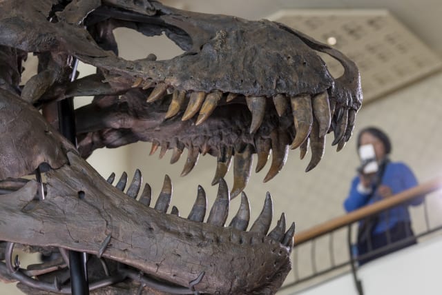 A 67-million-year-old T-Rex skeleton named "TRX-293 TRINITY Tyrannosaurus" and measuring 11.6m long and 3.9m high, is seen during a preview at Koller auction house in Zurich, Switzerland March 29, 2023.  (photo credit: REUTERS/DENIS BALIBOUSE)
