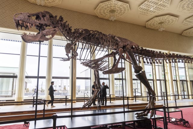  A 67-million-year-old T-Rex skeleton named "TRX-293 TRINITY Tyrannosaurus" and measuring 11.6m long and 3.9m high, is seen during a preview at Koller auction house in Zurich, Switzerland March 29, 2023. (photo credit: REUTERS/DENIS BALIBOUSE)