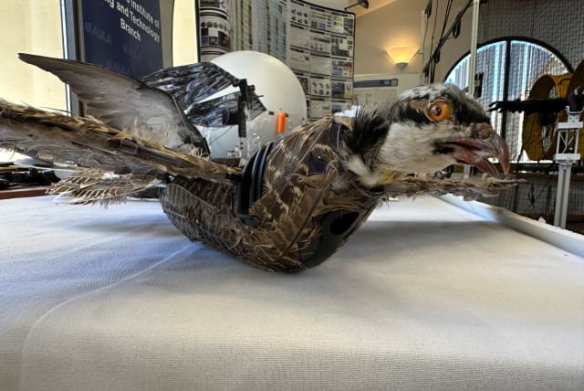 A view of a taxidermy bird drone for wildlife monitoring developed by researchers at New Mexico Institute of Mining and Technology in Socorro, New Mexico, U.S. March 22, 2023. (photo credit: REUTERS/LILIANA SALGADO)