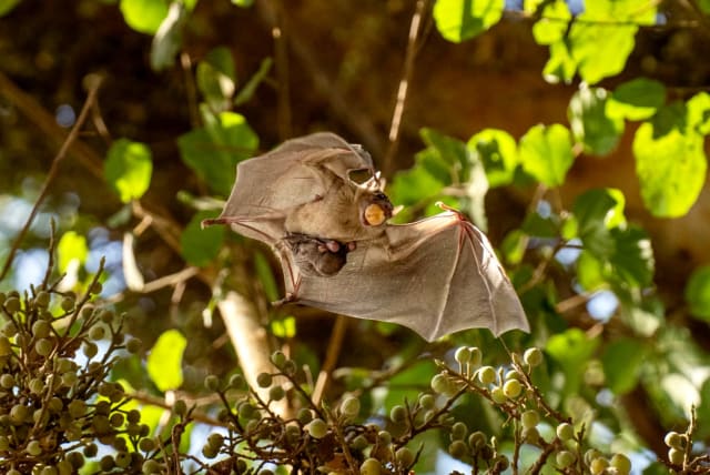  Mother bat holding baby bat (photo credit: YUVAL BARKAI)
