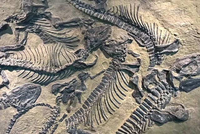  Illustrative image of fossils. (photo credit: WALLPAPER FLARE)