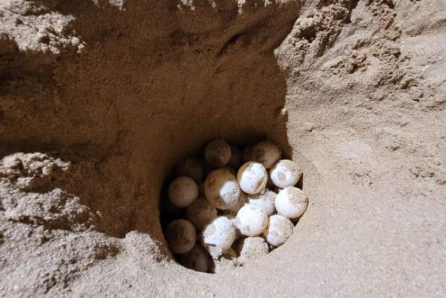  Sea turtle eggs, May 2023 (photo credit: Ziv Nadar, Nature and Parks Authority)