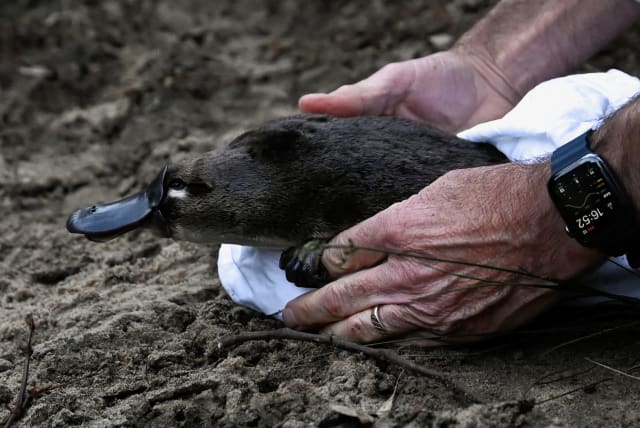 A platypus is released by CEO of Taronga Zoo Cameron Kerr and Scientists back into Sydney's Royal National Park for the first time in over fifty years, in Sydney, Australia, May 12, 2023.  (photo credit: JAIMI JOY/REUTERS)