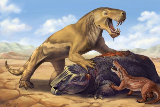  This undated illustration shows the Permian Period tiger-sized saber-toothed protomammal Inostrancevia atop its dicynodont prey, scaring off the much smaller species Cyonosaurus (photo credit: REUTERS)