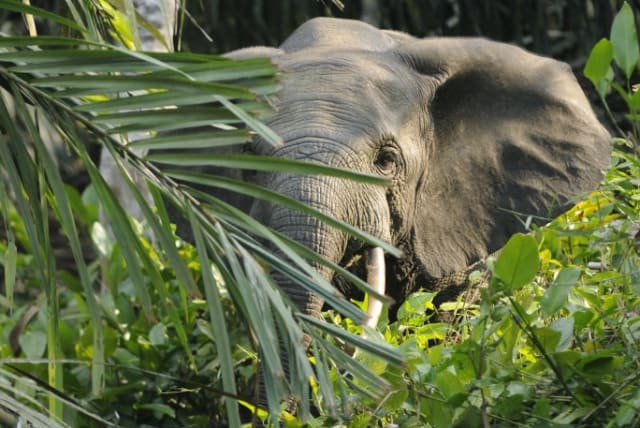  Forest elephant, Loxodonta africana cyclotis, is an endangered species.  (photo credit: Wikimedia Commons)