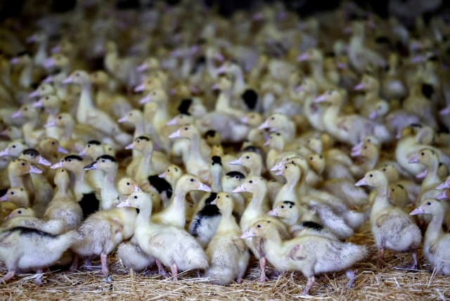 Ducklings are seen inside a poultry farm in Castelnau-Tursan, France, January 24, 2023 (photo credit: REUTERS/STEPHANE MAHE/FILE PHOTO)