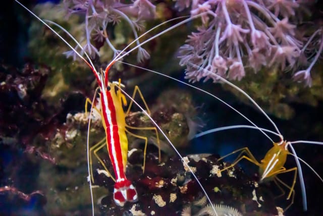  Pacific cleaner shrimp (Illustrative). (photo credit: PUBLICDOMAINPICTURES.NET)