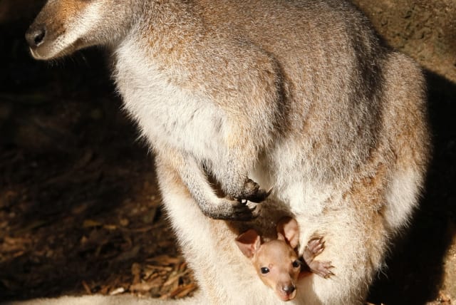 A female Red-necked Wallaby suns itself as its five-month-old joey pokes its head out of her pouch at Sydney's Taronga Zoo June 6, 2009. Joeys usually do not leave their mother's pouch until they develop a protective coat of fur when they are about seven months old.  (photo credit: DANIEL MUNOZ / REUTERS)