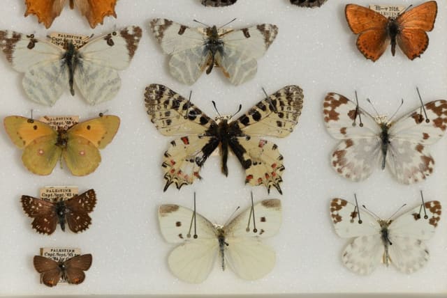  A box of Tristram-Cambridge butterflies; photo credit - Ofir Tomer – the photo was taken at the Natural History Museum at Oxford University (photo credit: Ofir Tomer)
