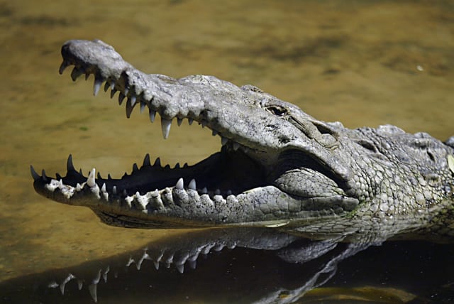 A crocodile (Crocodylus Acutus) rests at the National Zoo of Managua November 13,2007. (photo credit: OSWALDO RIVAS/REUTERS)
