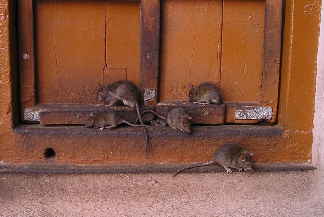  Rats (illustrative). (photo credit: PIXABAY)