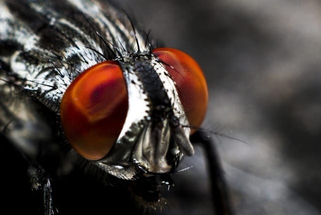  a fly (illustrative). (photo credit: PIXABAY)