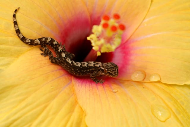 A lizard drinks from a Hibiscus flower in Singapore, September 29, 2022. (photo credit: EDGAR SU/ REUTERS)