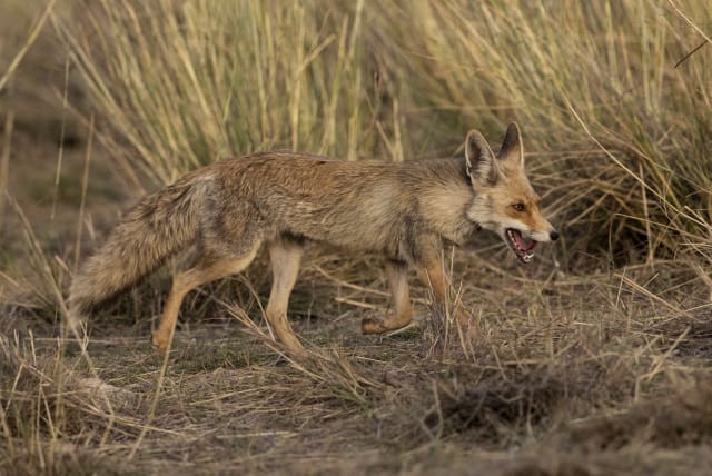  Wild fox in the Judean foothills. May 23, 2023.  (photo credit: Haim Shohat/Flash90)