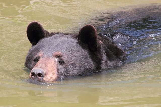 An American Black Bear swims in the water  (photo credit: Wikimedia Commons)