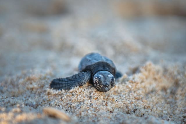  AN ENDANGERED sea turtle makes its way toward the sea after hatching from a nest, at Palmahim Beach.  (photo credit: MILA AVIV/FLASH90)
