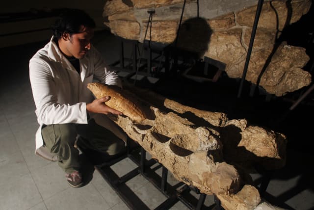  An assistant compares a fossilised tooth of a giant whale called Leviathan against the whale's fossilised jaw at the Natural History Museum in Lima June 30, 2010. The fossil of a giant whale called Leviathan for having teeth bigger than a grown man's forearms has been found in Peru by paleontologis (photo credit: REUTERS/PILAR OLIVARES)