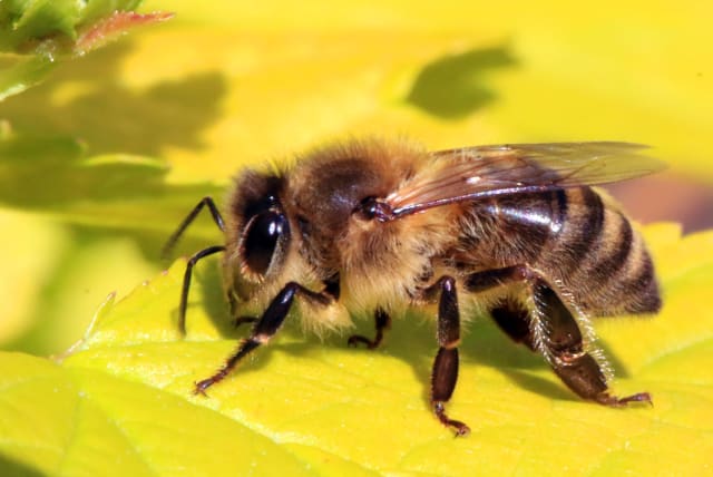  A honey bee (photo credit: Wikimedia Commons)