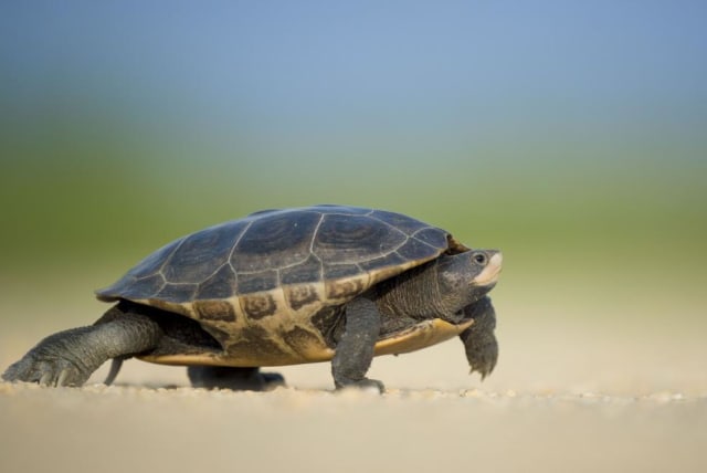  A turtle (photo credit: FREERANGE STOCK)