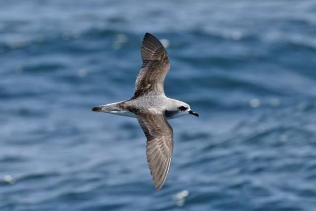  Cook's Petrel, from New Zealand, is an endangered species and is one of the seabirds most at risk from plastic exposure. During its migrations it crosses the Pacific Ocean, and its wintering areas are severely affected by the “big garbage island” of the North Pacific. (photo credit: PAUL DONALD)