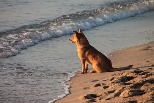  Dog sitting on the beach near the water (photo credit: PICKPIK)
