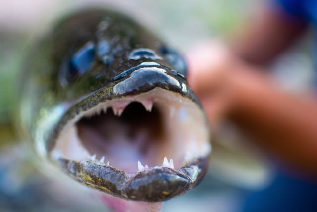  The Northern Snakehead, also known as a "Frankenfish" (photo credit: PIXABAY)