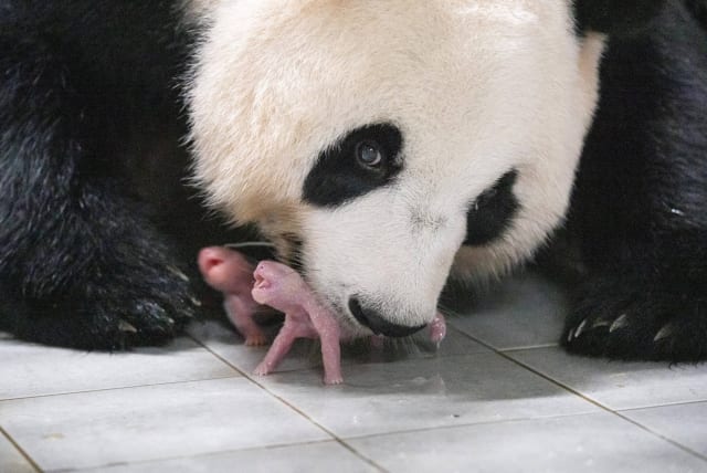  Giant Panda Ai Bao holds her baby panda with mouth after giving birth to twin at Everland amusement park in Yongin, South Korea, July 11, 2023. (photo credit: Samsung C&T/Yonhap via REUTERS)