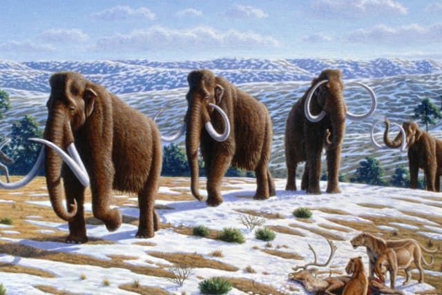  Artistic depiction of wooly mammoths. (creative commons) (photo credit: The World History Encyclopedia)