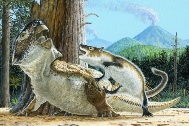  Cretaceous carnivorous mammal Repenomamus robustus attacking the plant-eating dinosaur Psittacosaurus lujiatunensis (photo credit: REUTERS)