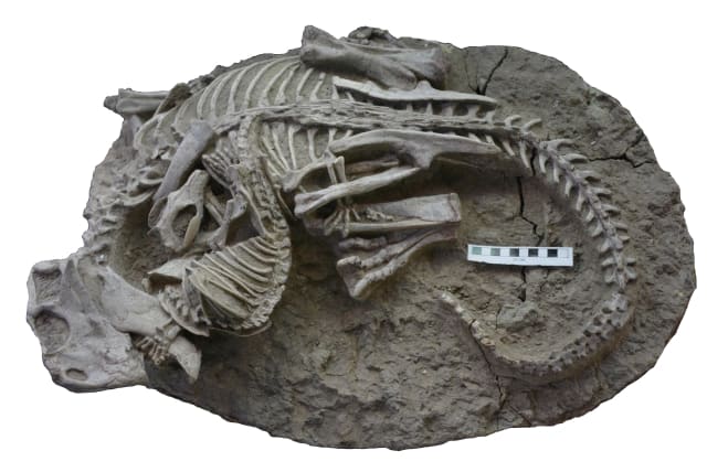 Fossilized skeletons dating to about 125 million years ago from China showing the entanglement of the dinosaur Psittacosaurus lujiatunensis and the mammal Repenomamus robustus are seen in this 2022 handout photograph. Scale bar equals 10 cm. (photo credit: Gang Han/Handout via REUTERS )