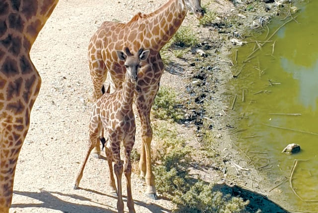  THE ‘STIFF-NECKED people’ get a new long-necked wonder.  (photo credit: Rushdi Alian/Jerusalem Biblical Zoo)