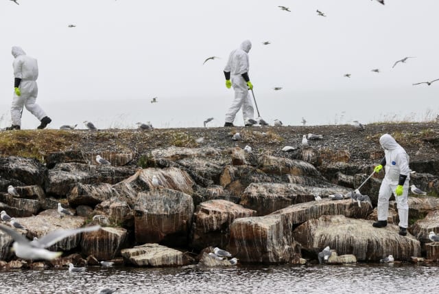  People wearing protective suits collect dead birds, as there is a major outbreak of bird flu, in Vadso municipality in Finnmark in Norway, July 20,2023 (photo credit: REUTERS)