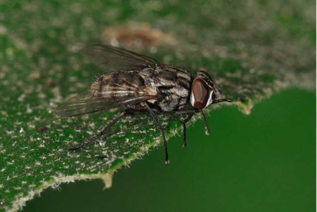  An illustrative image of a fly. (photo credit: Oz Rittner/The Steinhardt Museum of Natural History)