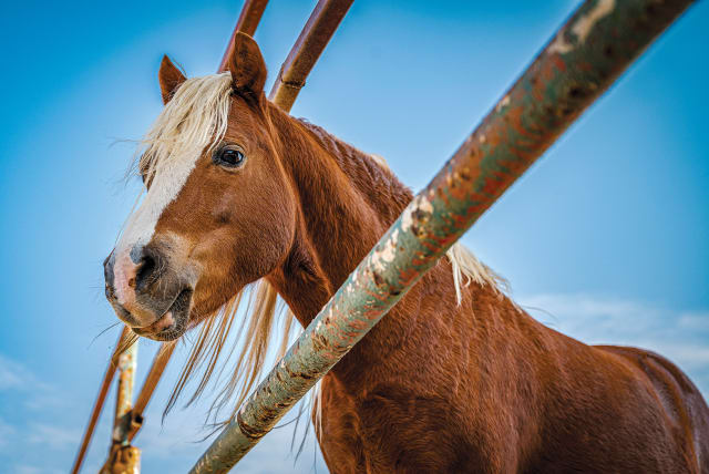 HOMELESS HORSES in Gilo? (Illustrative) (photo credit: YAHAV GAMLIEL/FLASH90)