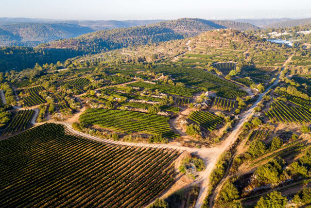  THE BEAUTIFUL vineyards and surrounding countryside of the Judean Hills at Kibbutz Tzuba.  (photo credit: JUDEA WINE CLUB)