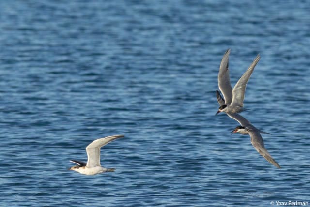 White-cheeked terns flying across the Gulf of Eilat. (photo credit: DR. YOAV PERLMAN/SOCIETY FOR THE PROTECTION OF NATURE IN ISRAEL)