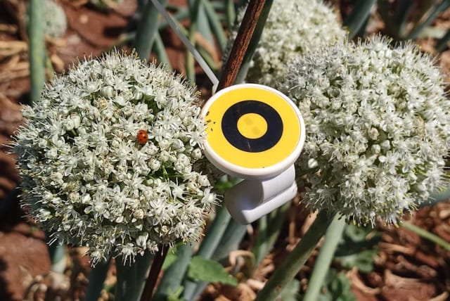  BeeHero's Pollination Insight Platform sensor. (photo credit: BEEHERO)