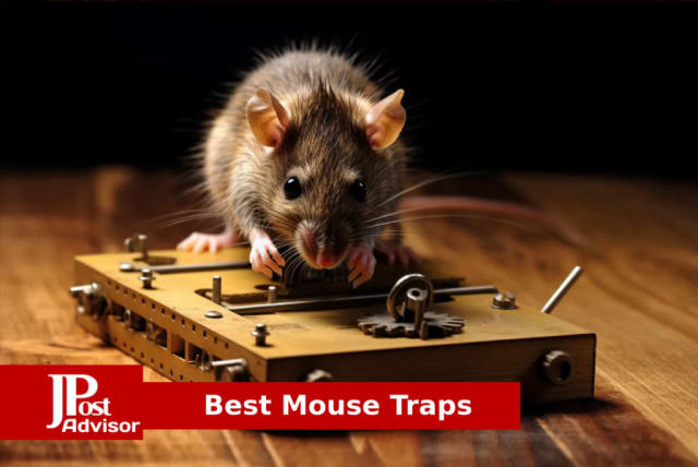 Best Mouse Traps for 2023 - The Jerusalem Post