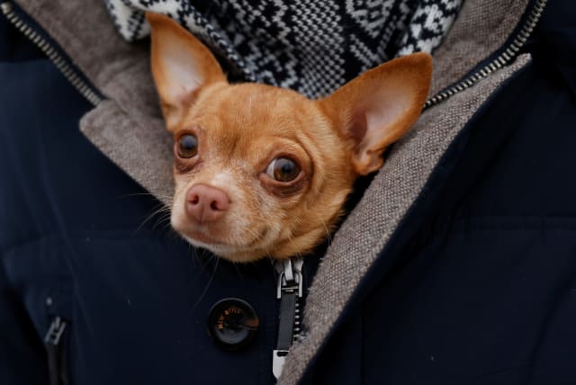 A Chihuahua dog looks on during celebrations of Maslenitsa, a pagan holiday, marking the end of the winter in the village of Nikola Lenivets in Kaluga region, Russia March 13, 2021. (photo credit: MAXIM SHEMETOV/REUTERS)