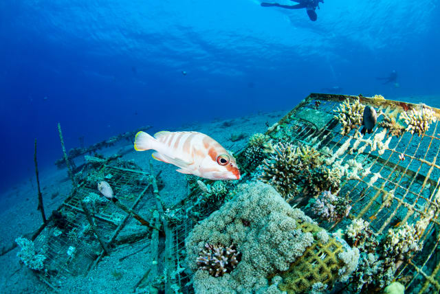  Fish swim in the Gulf of Eilat's coral reef. (photo credit: The Inter-University Institute for Marine Sciences in Eilat)