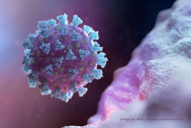  A computer image created by Nexu Science Communication together with Trinity College in Dublin, shows a model structurally representative of a betacoronavirus which is the type of virus linked to COVID-19, better known as the coronavirus linked to the Wuhan outbreak (photo credit: NEXU SCIENCE COMMUNICATION/VIA REUTERS)