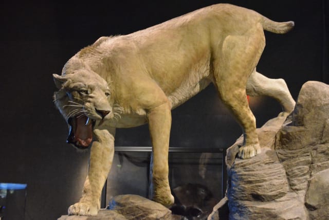 A sabre tooth tiger depiction at the Boston Museum of Science. (photo credit: FLICKR)