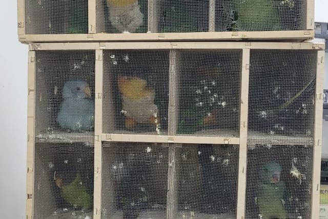  The birds were siezed by the Parks and Nature Authority. (photo credit: ISRAEL TAX AUTHORITY SPOKESPERSON)