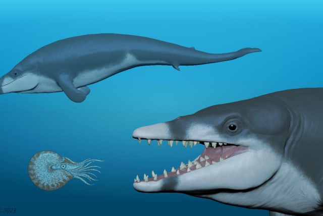  Life reconstruction of Tutcetus rayanensis: A scene depicting two extinct basilosaurid whales, with the foreground individual preying on a nautilid cephalopod and another swimming in the background (photo credit: Ahmed Morsi/Wikimedia Commons)