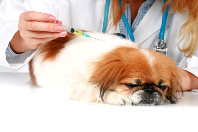  Dog's vaccination (illustartion) (photo credit: INGIMAGE)