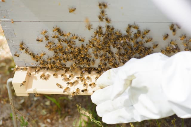  A swarm of bees (photo credit: INGIMAGE)