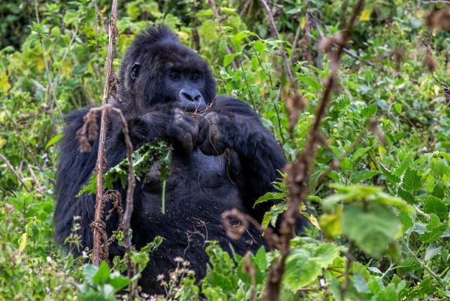  An endangered high mountain gorilla eats in the forest within the Volcanoes National Park near Kinigi, Musanze District, Rwanda, August 31, 2023. (photo credit: REUTERS)